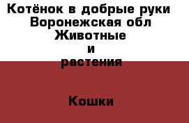 Котёнок в добрые руки - Воронежская обл. Животные и растения » Кошки   